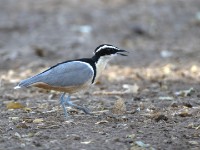 Egyptian Plover (Pluvianus aegyptius)