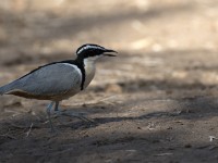 Egyptian Plover (Pluvianus aegyptius)