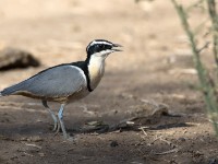 Egyptian Plover (Pluvianus aegyptius)