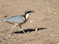 Egyptian Plover (Pluvianus aegyptius)