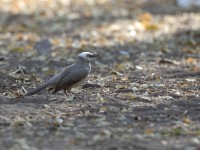 White-headed Babbler (Turdoides leucocephala)