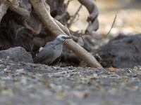 White-headed Babbler (Turdoides leucocephala)