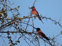 Northern Carmine Bee-eater (Merops nubicus)