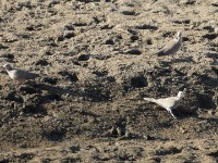 Vinaceous Dove (Streptopelia vinacea)