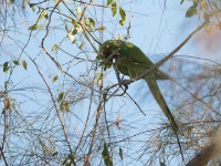 Rose-ringed Parakeet (Psittacula krameri)