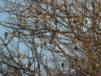 Sudan Golden Sparrow (Passer luteus)