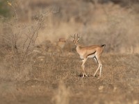 Eritrean Gazelle (Eudorcas tilonura)