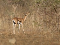 Eritrean Gazelle (Eudorcas tilonura)