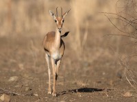 Eritrean Gazelle (Eudorcas tilonura)