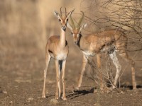 Eritrean Gazelle (Eudorcas tilonura)