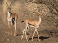 Eritrean Gazelle (Eudorcas tilonura)