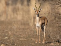 Eritrean Gazelle (Eudorcas tilonura)