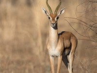 Eritrean Gazelle (Eudorcas tilonura)