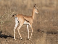 Eritrean Gazelle (Eudorcas tilonura)