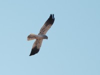 Montagu's Harrier (Circus pygargus)