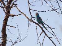 Abyssinian Roller (Coracias abyssinicus)