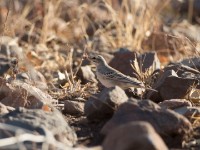 Tawny Pipit (Anthus campestris)