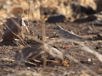 Tawny Pipit (Anthus campestris)