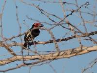 Vieillot's Barbet (Lybius vieilloti)