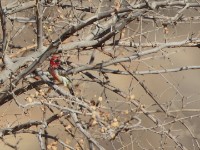 Vieillot's Barbet (Lybius vieilloti)