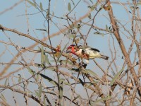 Vieillot's Barbet (Lybius vieilloti)