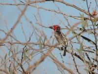 Vieillot's Barbet (Lybius vieilloti)