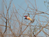 Vieillot's Barbet (Lybius vieilloti)