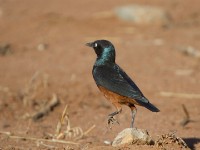 Chestnut-bellied Starling (Lamprotornis pulcher)