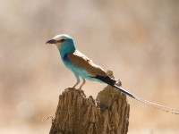 Abyssinian Roller (Coracias abyssinicus)