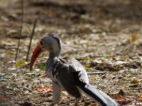 Northern Red-billed Hornbill (Tockus erythrorhynchus)