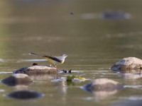 Grey Wagtail (Motacilla cinerea)