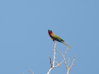 Red-throated Bee-eater (Merops bulocki)