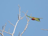 Red-throated Bee-eater (Merops bulocki)