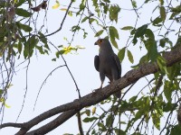 Grey Kestrel (Falco ardosiaceus)