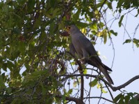 Grey Kestrel (Falco ardosiaceus)