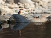 Malachite Kingfisher (Corythornis cristatus)