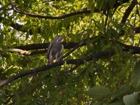Lizard Buzzard (Kaupifalco monogrammicus)