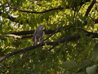 Lizard Buzzard (Kaupifalco monogrammicus)