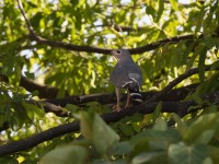 Lizard Buzzard (Kaupifalco monogrammicus)