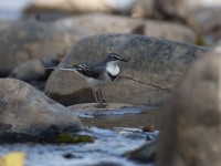 Mountain Wagtail (Motacilla clara)