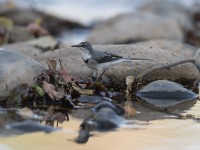 Mountain Wagtail (Motacilla clara)