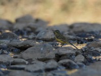 Western Yellow Wagtail (Motacilla flava)