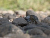 Tree Pipit (Anthus trivialis)