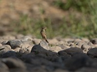 Ortolan Bunting (Emberiza hortulana)