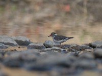 Three-banded Plover (Charadrius tricollaris)