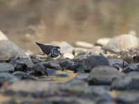 Three-banded Plover (Charadrius tricollaris)