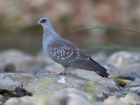 Speckled Pigeon (Columba guinea)