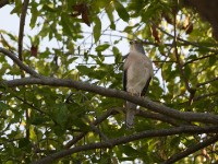 Shikra (Accipiter badius)