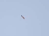 Booted Eagle (Hieraaetus pennatus)