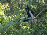 Abyssinian Black-and-White Colobus (Colobus guereza)